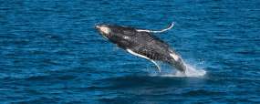 Baleine à bosse - Fraser Island