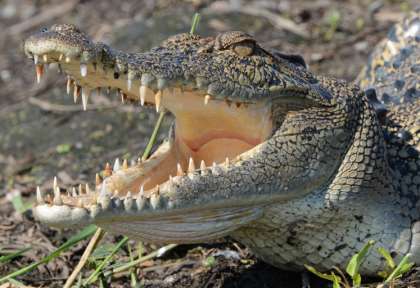 Crocodile - Territoire du Nord © Lords Safaris