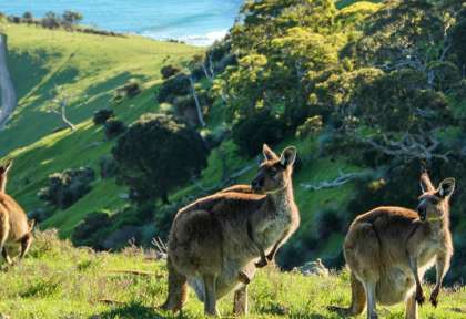 Kangourous - Péninsule de Fleurieu