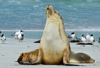 Kangaroo Island