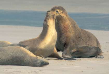 Kangaroo island Seal Bay