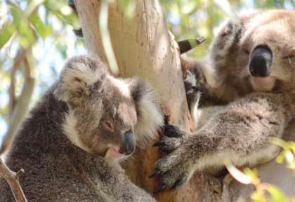 Victoria - Koala