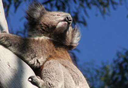 Koala à Kangaroo Island