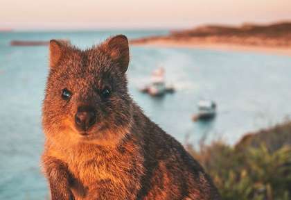 Quokka - Rottnest Island