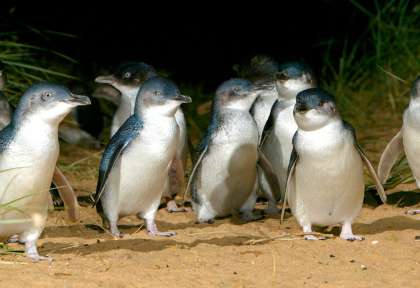 Phillip Island