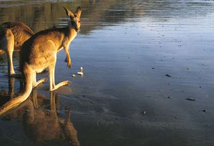 Kangourous - Mackay