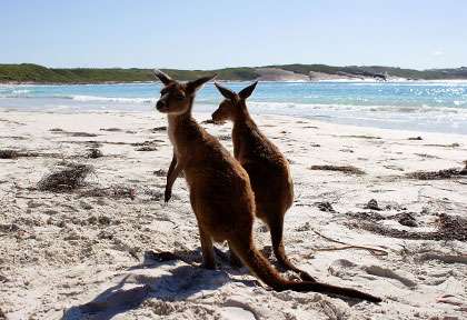 Kangourous sur la plage