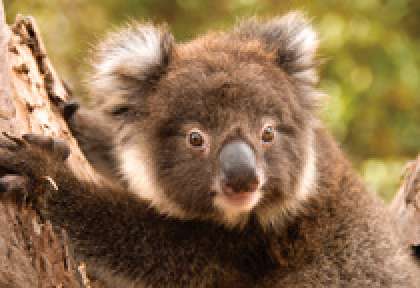 Kangaroo Island