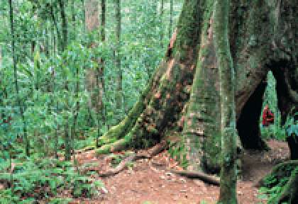 Lamington National Park