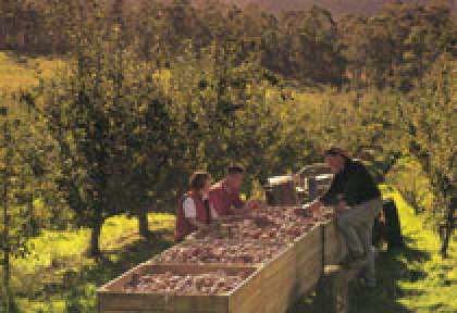 Tasmania - Huon Valley