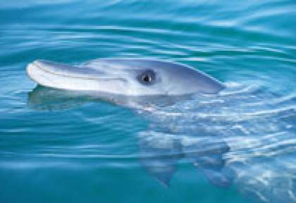 Les dauphins de Monkey Mia