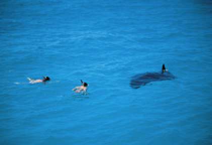 Ningaloo Marine Park