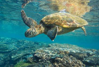 Grande Barrière de Corail - Tourism Queensland