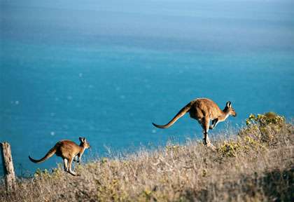 Faune australienne