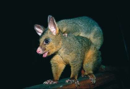 Opossum à Jervis Bay