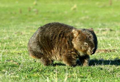 Wombat en Australie