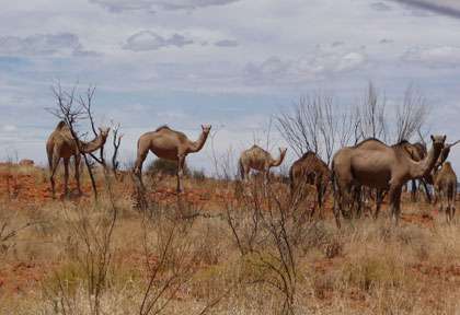 Les dromadaires sauvages d’Australie