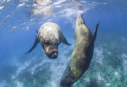 Lion de mer en Australie
