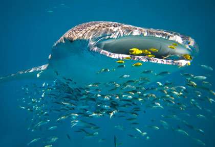 Requin-baleine en Australie