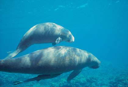Dugong en Australie