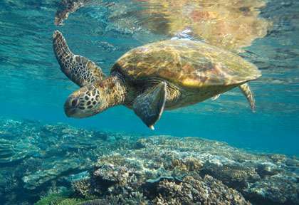 Tortue en Australie