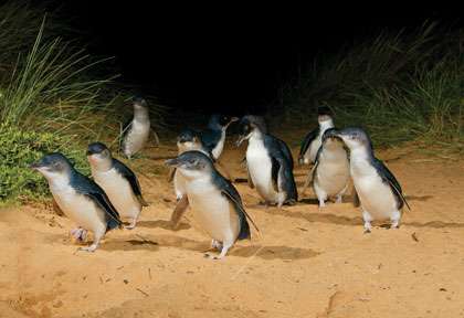 Les manchots en Australie