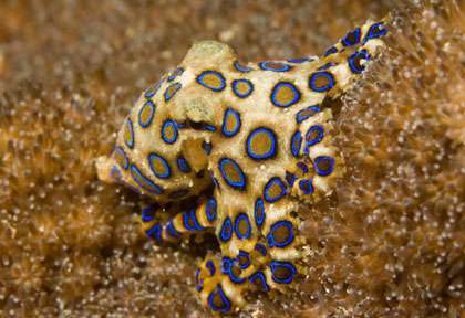 Pieuvre à anneaux bleus