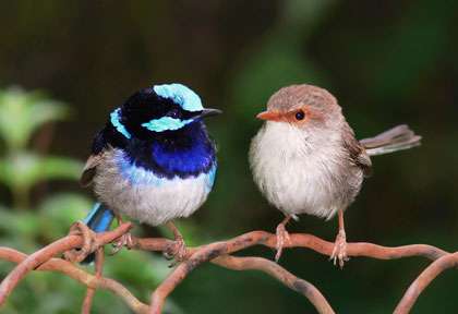 Oiseaux d’Australie