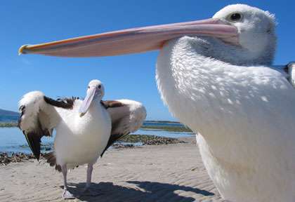 Les pélicans en Australie