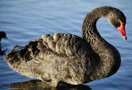 Cygne noir en Australie