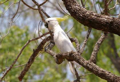 Cacatoès à huppe jaune en Australie