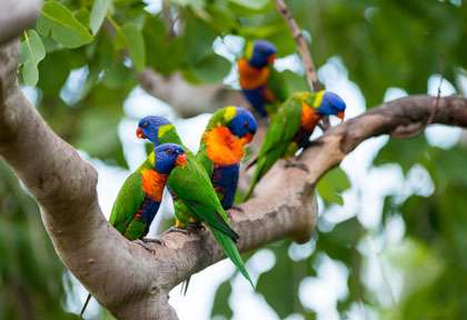 Loriquet arc-en-ciel en Australie