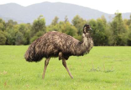 Emeu en Australie