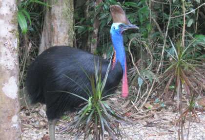 Casoar à casque en Australie