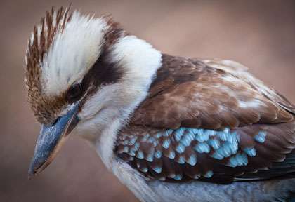 Kookaburra en Australie