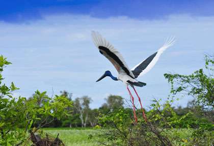 Jabiru en Australie