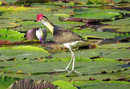 Jacana à crête en Australie