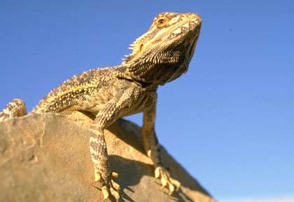 Un Pogona en Australie - Boarded Dragon