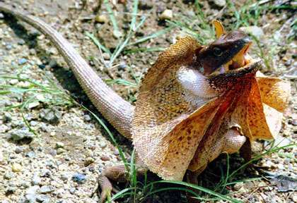 Lézard à Collerette en Australie