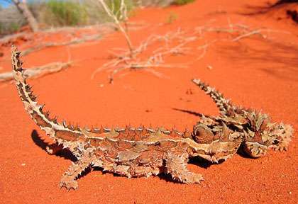 Diable cornu en Australie