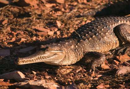 Freshwater Crocodile