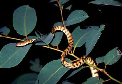 Serpent en Australie