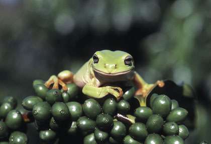 Grenouille Rainette de White sur grains de café