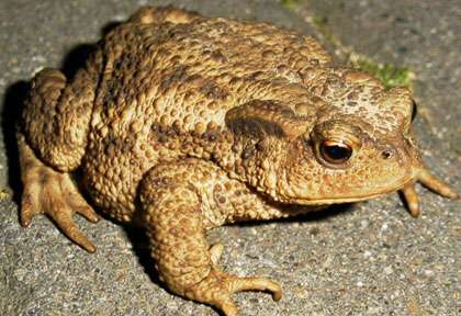 Le crapaud-buffle en Australie