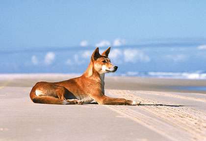 Dingo en Australie