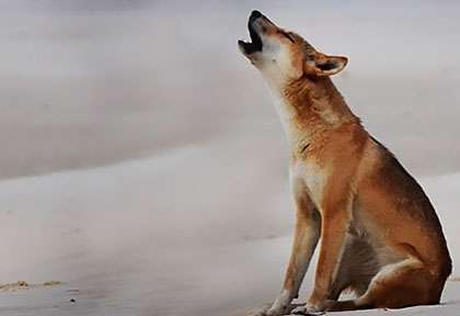 Dingo en Australie
