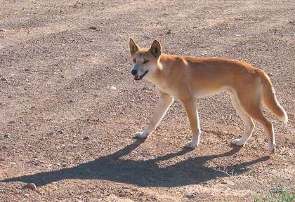 Dingo en Australie