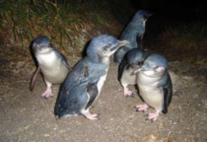 Tasmanie - Bicheno