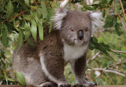 Koala en Australie