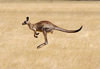 Kangourou en Australie